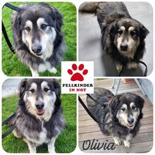 OLIVIA 066-25-P, Hund, Mischlingshund in Swisttal