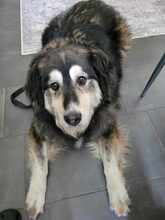 OLIVIA 066-25-P, Hund, Mischlingshund in Swisttal - Bild 10