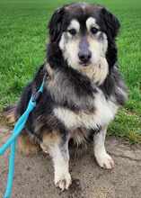OLIVIA 066-25-P, Hund, Mischlingshund in Swisttal - Bild 2