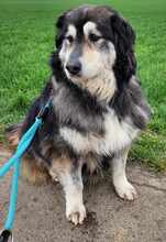 OLIVIA 066-25-P, Hund, Mischlingshund in Swisttal - Bild 3