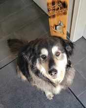 OLIVIA 066-25-P, Hund, Mischlingshund in Swisttal - Bild 4