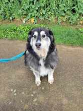 OLIVIA 066-25-P, Hund, Mischlingshund in Swisttal - Bild 5