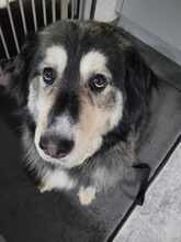 OLIVIA 066-25-P, Hund, Mischlingshund in Swisttal - Bild 7