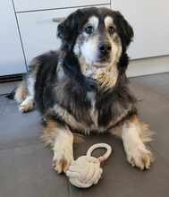 OLIVIA 066-25-P, Hund, Mischlingshund in Swisttal - Bild 8