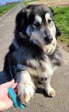 OLIVIA 066-25-P, Hund, Mischlingshund in Swisttal - Bild 9