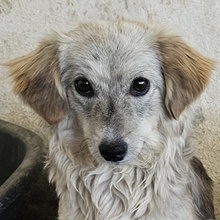 CORDIA, Hund, Mischlingshund in Griechenland