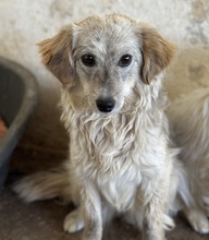 CORDIA, Hund, Mischlingshund in Griechenland - Bild 2