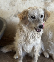 CORDIA, Hund, Mischlingshund in Griechenland - Bild 3