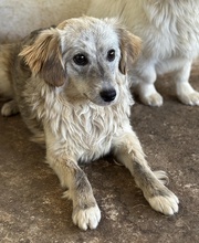 CORDIA, Hund, Mischlingshund in Griechenland - Bild 4