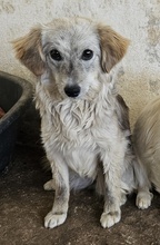 CORDIA, Hund, Mischlingshund in Griechenland - Bild 5