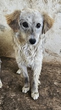 CORDIA, Hund, Mischlingshund in Griechenland - Bild 6