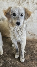CORDIA, Hund, Mischlingshund in Griechenland - Bild 7