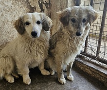 CORDIA, Hund, Mischlingshund in Griechenland - Bild 8