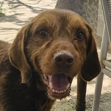 DASPER, Hund, Mischlingshund in Griechenland