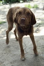 DASPER, Hund, Mischlingshund in Griechenland - Bild 2