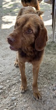 DASPER, Hund, Mischlingshund in Griechenland - Bild 3