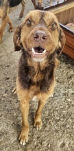 DASPER, Hund, Mischlingshund in Griechenland - Bild 4