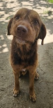 DASPER, Hund, Mischlingshund in Griechenland - Bild 5
