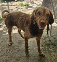 DASPER, Hund, Mischlingshund in Griechenland - Bild 6