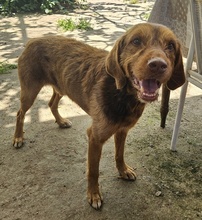 DASPER, Hund, Mischlingshund in Griechenland - Bild 7