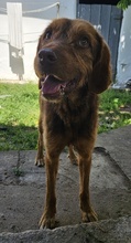 DASPER, Hund, Mischlingshund in Griechenland - Bild 9