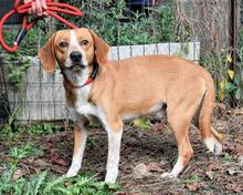 CECILIUS, Hund, Mischlingshund in Italien - Bild 1