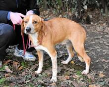 CECILIUS, Hund, Mischlingshund in Italien - Bild 10
