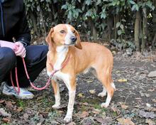 CECILIUS, Hund, Mischlingshund in Italien - Bild 2