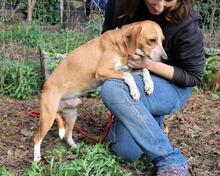 CECILIUS, Hund, Mischlingshund in Italien - Bild 3