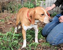 CECILIUS, Hund, Mischlingshund in Italien - Bild 4