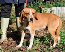 CECILIUS, Hund, Mischlingshund in Italien - Bild 5