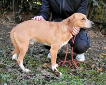 CECILIUS, Hund, Mischlingshund in Italien - Bild 6