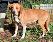 CECILIUS, Hund, Mischlingshund in Italien - Bild 7