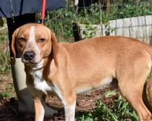 CECILIUS, Hund, Mischlingshund in Italien - Bild 9
