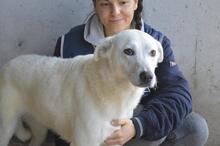 DAFNIELLE, Hund, Mischlingshund in Italien - Bild 1