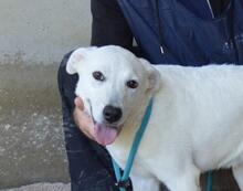 DAFNIELLE, Hund, Mischlingshund in Italien - Bild 2