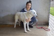 DAFNIELLE, Hund, Mischlingshund in Italien - Bild 3