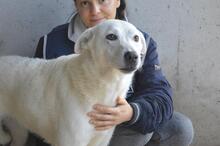 DAFNIELLE, Hund, Mischlingshund in Italien - Bild 4