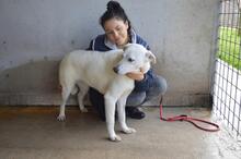 DAFNIELLE, Hund, Mischlingshund in Italien - Bild 5
