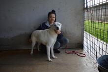 DAFNIELLE, Hund, Mischlingshund in Italien - Bild 6