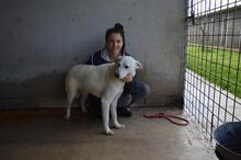 DAFNIELLE, Hund, Mischlingshund in Italien - Bild 7