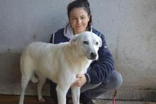 DAFNIELLE, Hund, Mischlingshund in Italien - Bild 8