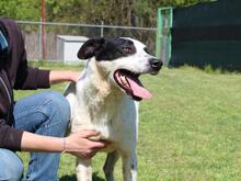 FLORENTINO, Hund, Mischlingshund in Italien - Bild 5
