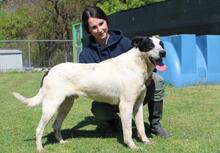 FLORENTINO, Hund, Mischlingshund in Italien - Bild 8