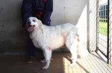 GUALTER, Hund, Mischlingshund in Italien - Bild 2