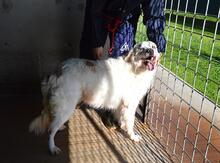 GUALTER, Hund, Mischlingshund in Italien - Bild 3