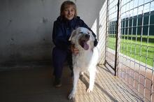 GUALTER, Hund, Mischlingshund in Italien - Bild 4