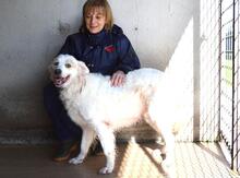 GUALTER, Hund, Mischlingshund in Italien - Bild 5
