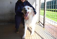 GUALTER, Hund, Mischlingshund in Italien - Bild 6