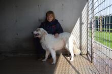 GUALTER, Hund, Mischlingshund in Italien - Bild 7